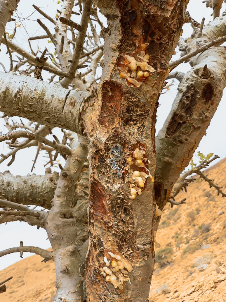 Extreme close up of frankincense tree