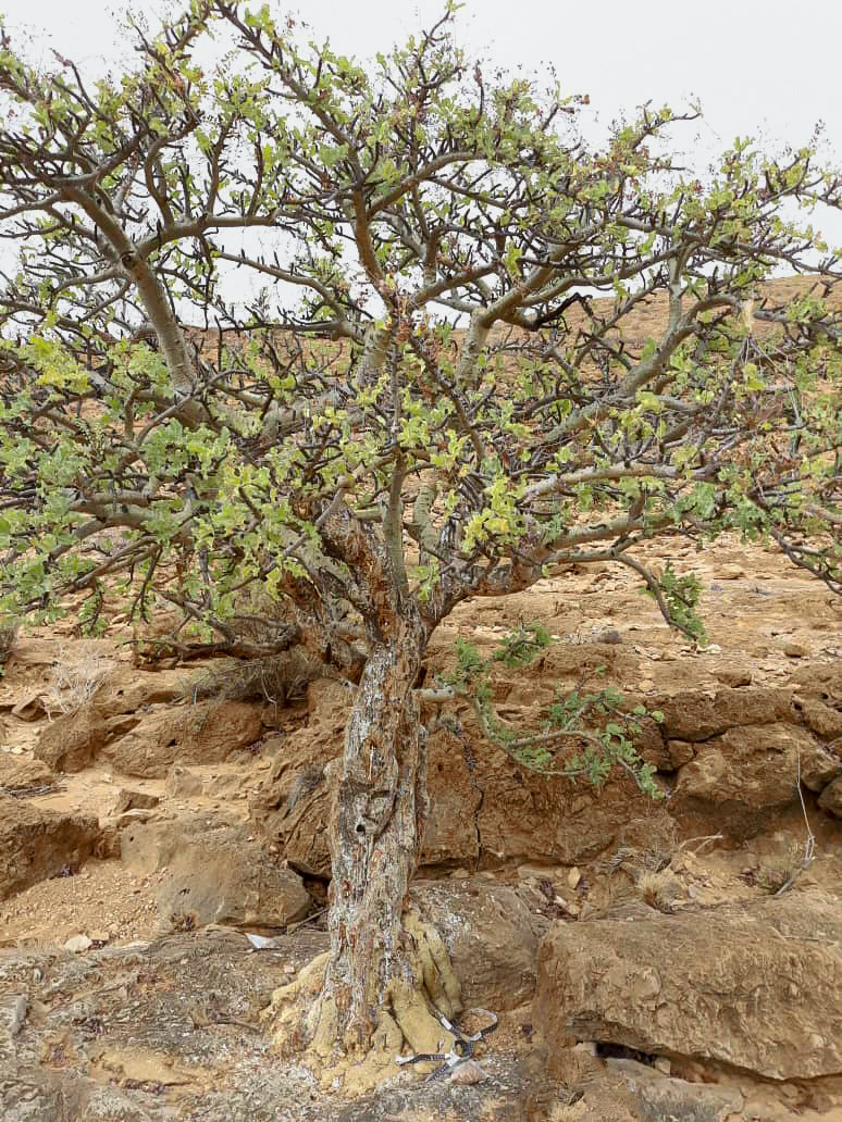 A frankincense tree on the side of a mountain